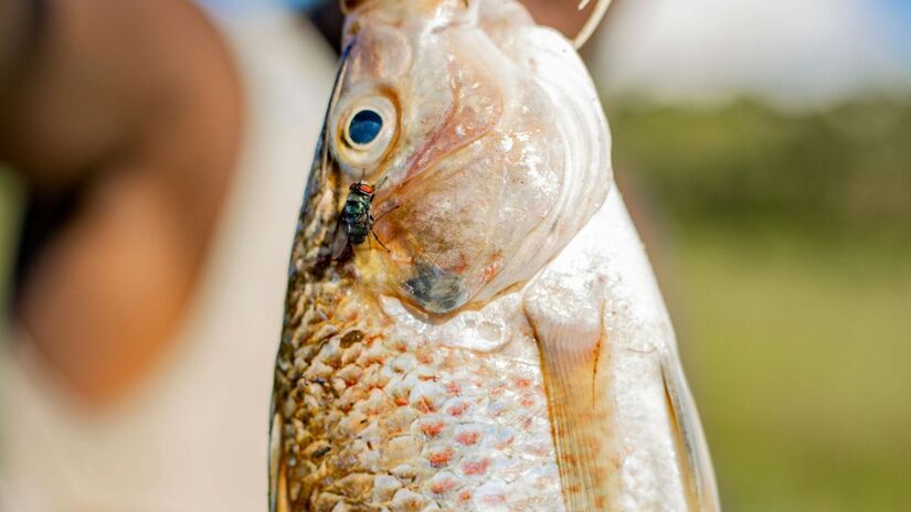 Pela primeira vez na série histórica, as importações brasileiras de tilápia superaram as exportações  representando 6,5% da produção mensal do país. O dado acende um alerta sobre os riscos sanitários, tributários e competitivos que o setor enfrenta diante da entrada do pescado vietnamita/Pexels