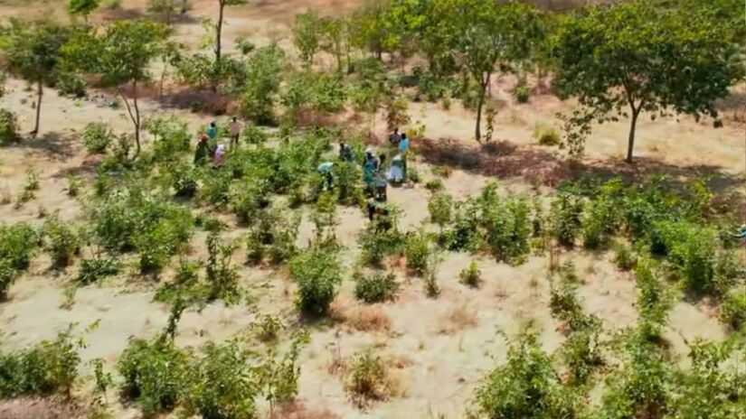 15 milhões de árvores de volta. Não pelo que foi plantado, mas pelo que nunca foi completamente perdido. / Youtube Planet Wild
