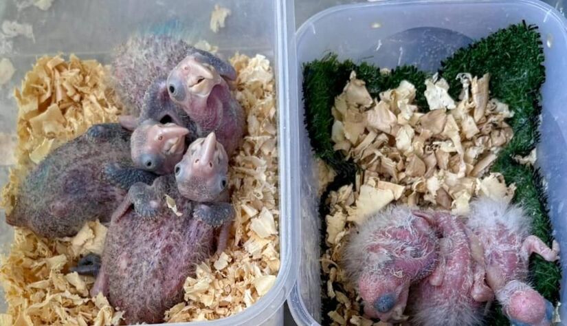 Papagaios ameaçados de extinção, resgatados ainda na fase de ovos no Aeroporto do Galeão, seguem em reabilitação sob cuidados do Ibama após tentativa de tráfico internacional/Divulgação