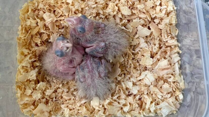 O que era tráfico virou esperança: nove filhotes de espécies ameaçadas, como o papagaio-charão e o papagaio-de-cara-roxa, sobrevivem e passam por reabilitação para possível retorno à natureza/Divulgação