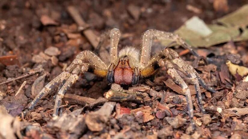 Aranha armadeira / Reprodução 