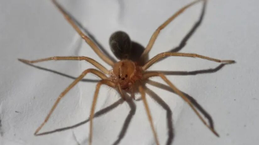 Aranha-marrom / Philipe de Liz Pereira / Wikimedia