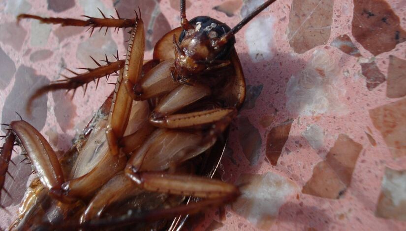 Apesar do nome, a barata citada não é parente da tradicional/Pixabay