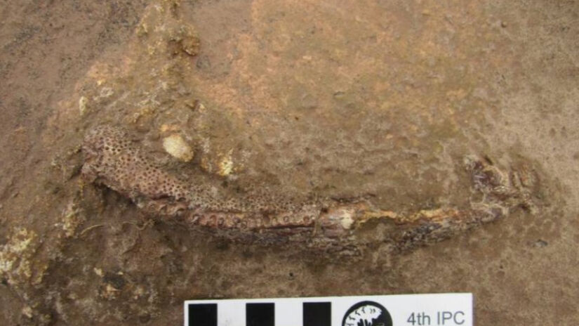 O Tanyka amnicola é classificado como um tetrápode basal / Divulgação/UFPI