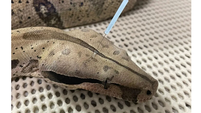 A acupuntura estimula a circulação sanguínea e o sistema nervoso e serve para todo tipo de animal / Arquivo pessoal