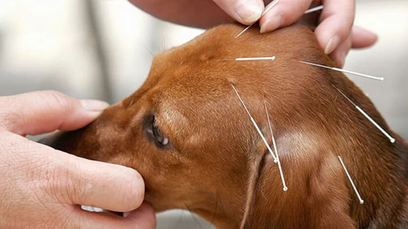 O procedimento baseia-se no uso de agulhas finas ou eletroestimulação em pontos específicos do corpo / Divulgação
