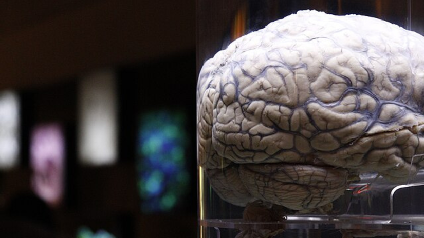 Os resultados ajudam a mapear como sinais energéticos e neuronais se combinam logo após o aprendizado, criando condições específicas para o armazenamento de informações (Fotos: Freepik)