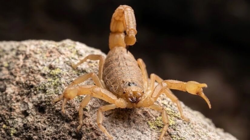 Escorpião amarelo / IA