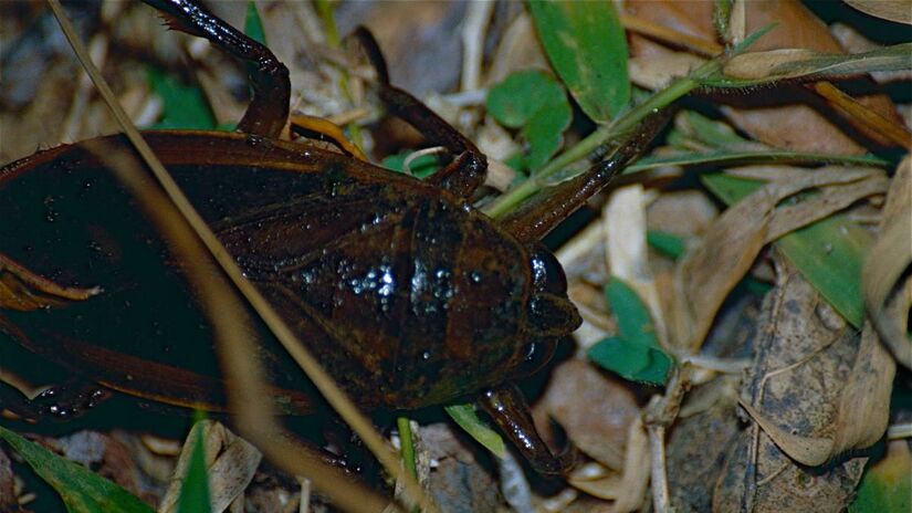 Estamos falando do poderoso "Baratão de Corumbá"/Wikipedia Communs