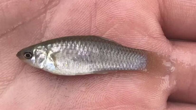 Espécie formada apenas por fêmeas intriga cientistas com reprodução baseada em clones/Wikicommons