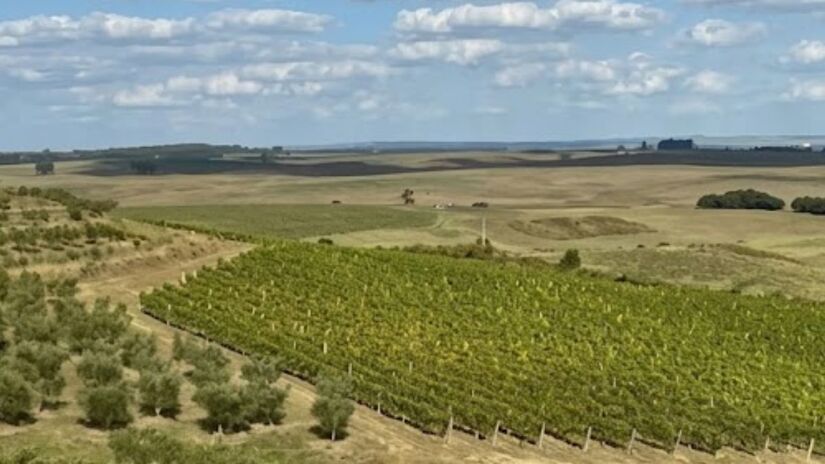 Propriedade abriga vinhedos com uvas como merlot, cabernet sauvignon, pinot noir e chardonnay /Reprodução