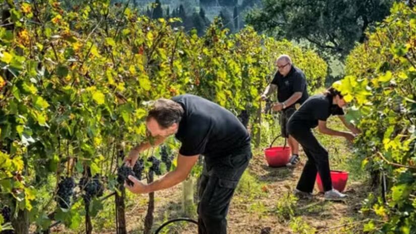 Região da Campanha Gaúcha é considerada uma das melhores do país para viticultura /Reprodução
