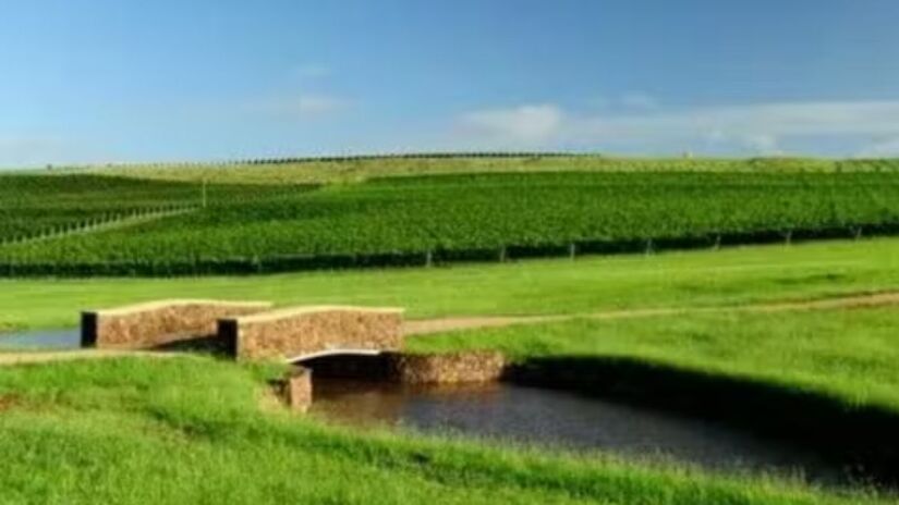 Fazenda também cultiva oliveiras para produção própria de azeite /Reprodução