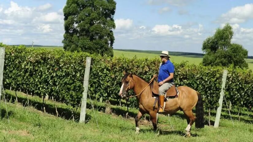 Área rural reúne criação de gado Angus e Hereford com foco em qualidade genética /Reprodução