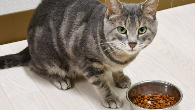 A adição de novos aromas às refeições pode ser uma estratégia simples e eficaz / Freepik