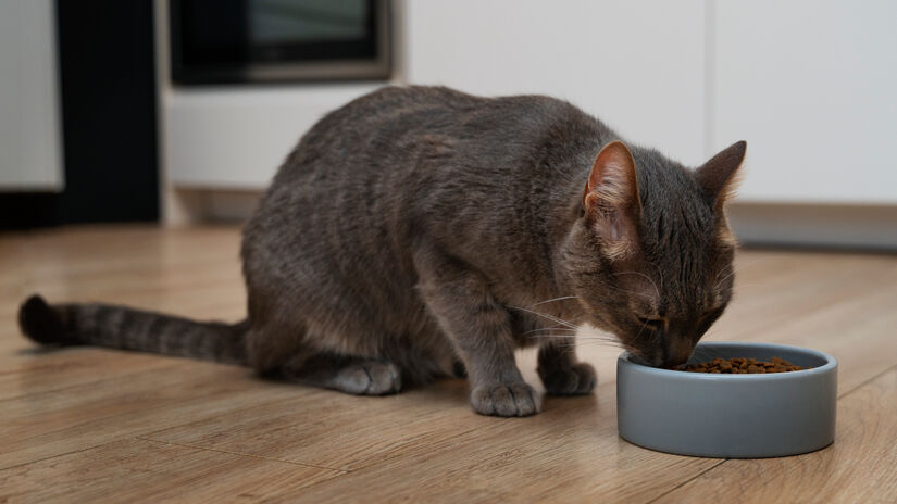 A descoberta abre caminhos importantes para o tratamento de gatos que enfrentam dificuldades / Freepik