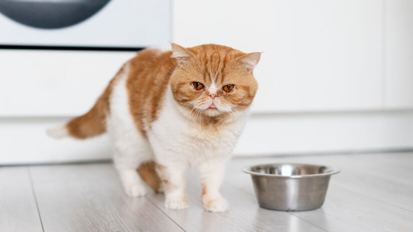 A pesquisa ajuda a explicar por que os felinos preferem fazer refeições pequenas / Freepik