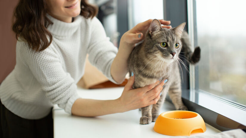 A equipe de cientistas acompanhou 12 gatos saudáveis de idades variadas ao longo de três anos / Freepik