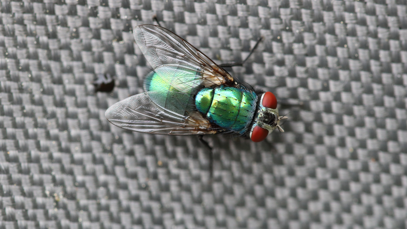 Para investigar essa hipótese, os cientistas utilizaram moscas-da-fruta em testes de aprendizado aversivo