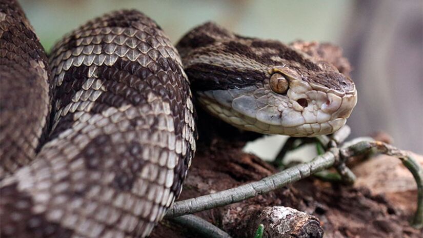 Jararaca / Instituto Butantan