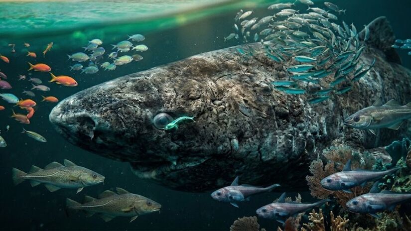 Ele normalmente costuma a se alimentar de peixes como o bacalhau e arenque, além de criaturas marinhas como lulas e afins (Google Gemini/Imagem Gerada por IA)