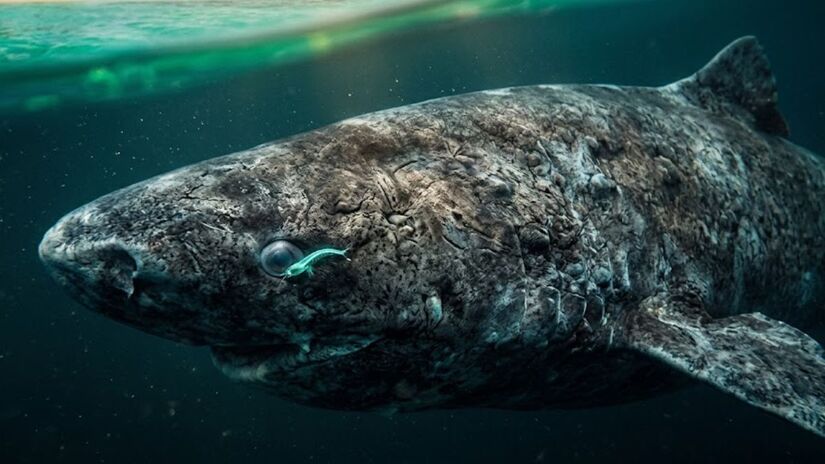 Entretanto, consumir a sua carne é considerado bastante perigoso, por conta das altas concentrações de óxido de trimetilamina, que age como uma espécie de "anticongelante" para o seu organismo(Google Gemini/Imagem Gerada por IA)
