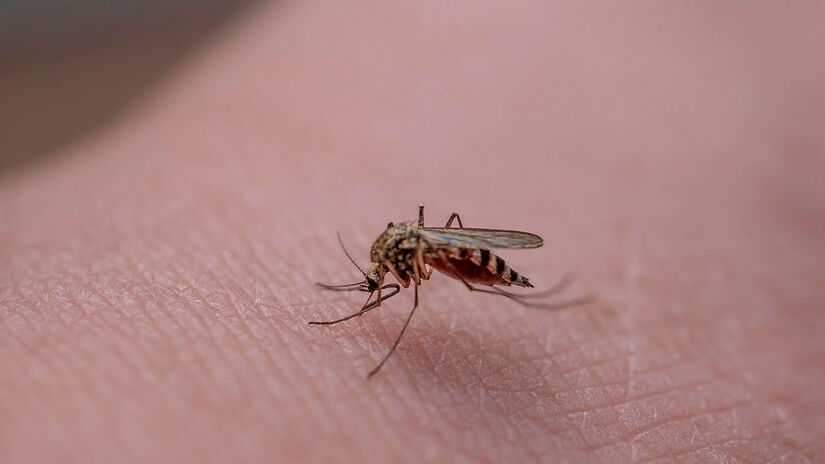 Apesar da crença popular, o tipo de sangue não é determinado pelo "sabor", mas sim por substâncias que o corpo libera. Pixabay