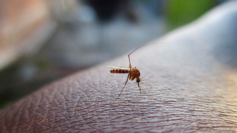 Quanto maior a emissão de CO, maior a chance de atrair esses insetos, o que ajuda a explicar por que algumas pessoas são mais picadas que outras. Pixabay