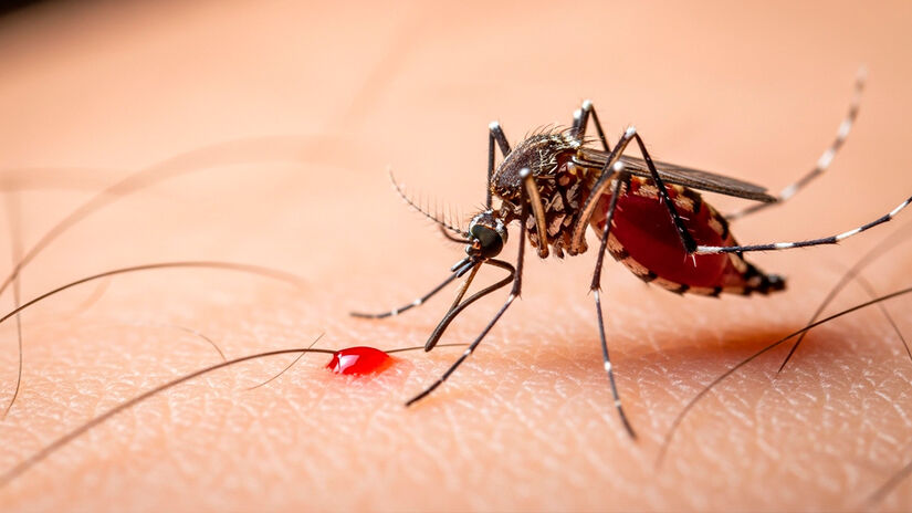 Além do incômodo, os mosquitos podem transmitir doenças como dengue, febre amarela e malária. Por isso, a prevenção é essencial. Imagem gerada pela IA do Google