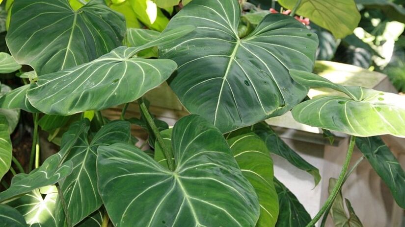 Filodendro Glosorium; suas folhas são aveludadas com nervuras brancas marcadas, possuindo visual sofisticado / Reprodução / David J. Stang / Wikimedia Commons