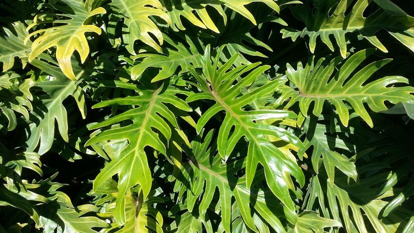 Filodendro Xanadu; suas folhas são profundamente recortadas e copa arredondada, excelente para quem quer uma planta compacta e elegante em mesa ou chão / Reprodução / Piwaiwaka / Wikimedia Commons