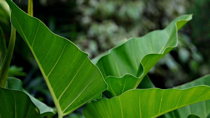 Filodendro Imperial Verde; suas folhas são grandes e eretas, possuindo visual escultural perfeito para cantos de sala e corredores / Reprodução / Pixabay