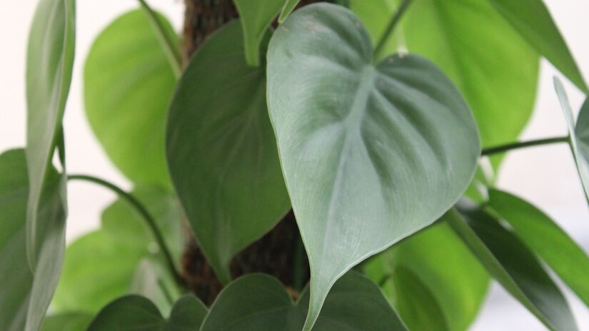 Filodendro Oxycardium; suas folhas são em forma de coração, crescimento rápido em trepadeira, ideal para suportes, prateleiras e pendurar em vasos suspensos / Reprodução / Pixabay