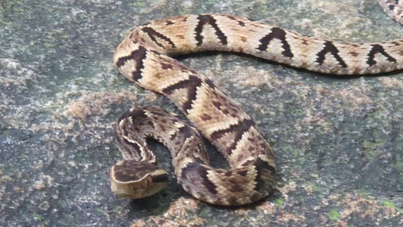 Monitor ambiental alerta para os riscos e ensina protocolos de segurança na natureza (Dico Biguá/Reprodução)