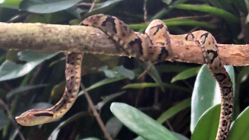 Turistas encontram jararaca em cachoeira e monitor faz resgate seguro (Dico Biguá/Reprodução)