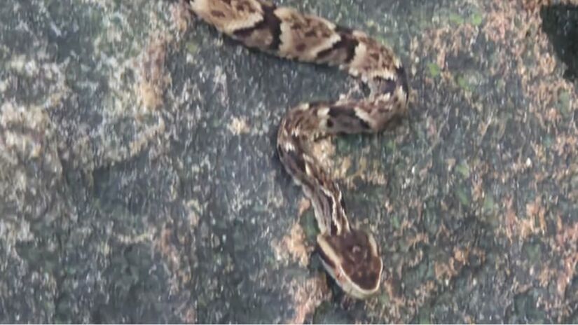 Especialistas explicam a distância segura e o que fazer no encontro (Dico Biguá/Reprodução)