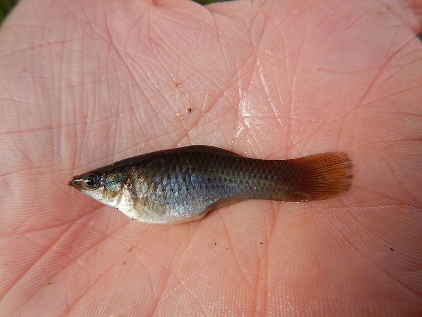 Peixe raro usa machos apenas para ativar embriões e desafia a biologia tradicional/ Equipe Peixe Texas - Wikicommons