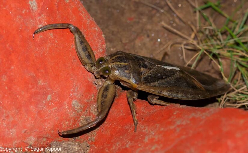 Todo esse poder bélico em seu pequeno corpo também atinge os seres humanos/Sagar Kapoor/Wikimidia Communs