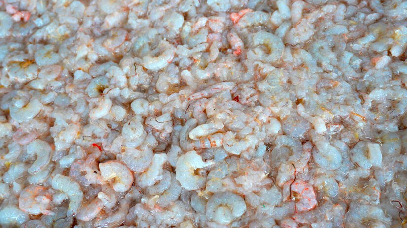 O defeso é considerado essencial para assegurar o ciclo de vida das espécies, especialmente durante o período reprodutivo. RenanLousada/DL