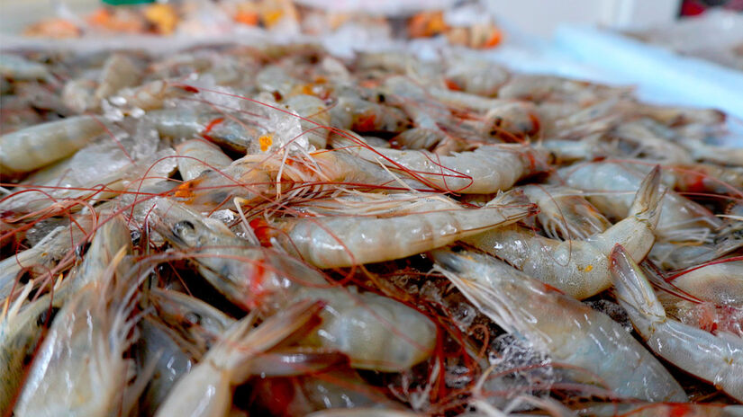 Segundo a especialista em meio ambiente e recursos hídricos do Inema, Naira Leone, a intensificação das ações neste período é estratégica. RenanLousada/DL