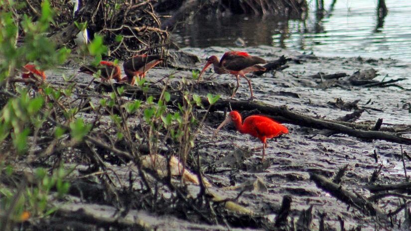 A natureza também é um dos grandes atrativos de Cubatão. Nair Bueno/DL