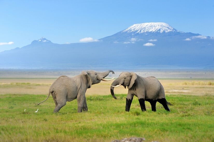 MONTE KILIMANJARO, TANZ&Acirc;NIA. Visitar o habitat natural de animais, em grandes parques nacionais, como elefantes, girafas, le&otilde;es e zebras, com a maior montanha da &Aacute;frica ao fundo, &eacute; uma aventura especial, que atrai milhares de turistas todos os anos.