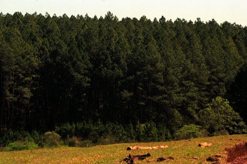 Fernandes Pinheiro. A cidade pequena no interior do Paraná nem chega a ter seis mil habitantes, mas tem aquele clima rural difícil de encontrar na metrópole. Além das propriedades rurais, tem a Floresta Nacional de Irati (foto), que tem visitação gratuita