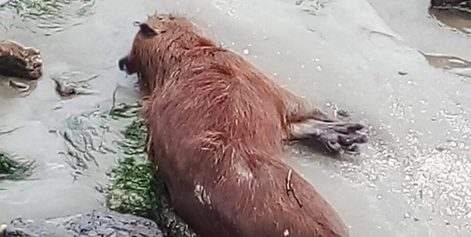 10 Coisas Que “Capivara” Fala Durante O Torneio