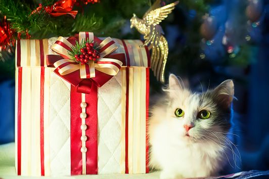Não dê um pet de presente neste Natal: planeje para ter um! - Diário do  Litoral