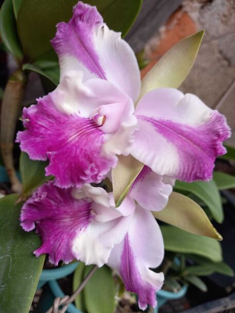Orquidário recebe Feira de Orquídeas, Suculentas e Cactos neste fim de  semana - Diário do Litoral