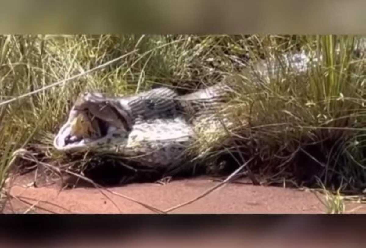Sucuri é flagrada regurgitando outra cobra - Diário do Litoral