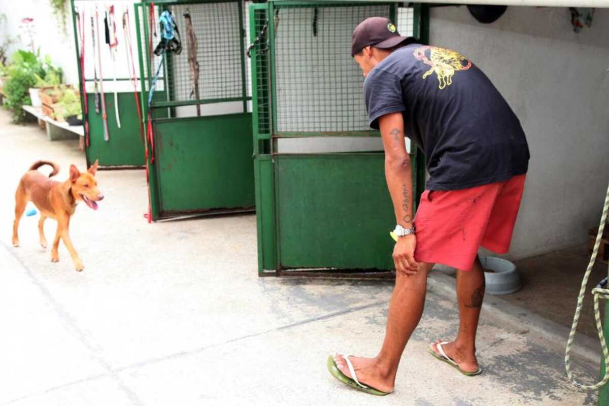 Canis em abrigos para pessoas em situação de rua