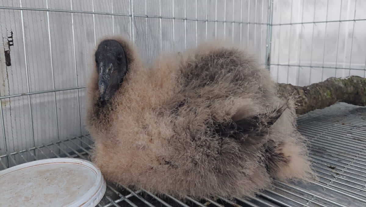 Filhote de urubu resgatado em SP