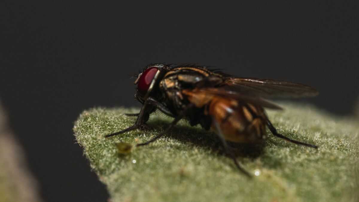 Virose da mosca: O sinal de alerta que indica quando a infecção ficou ...